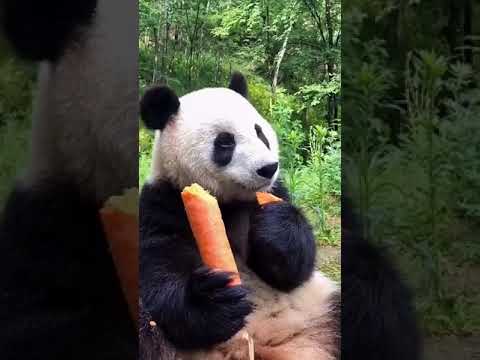 Havuç Yiyen Tospik Panda Kendine Hayran Birakiyor