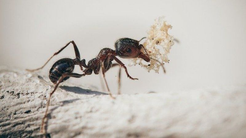 Brezilya'da Karınca Ayini