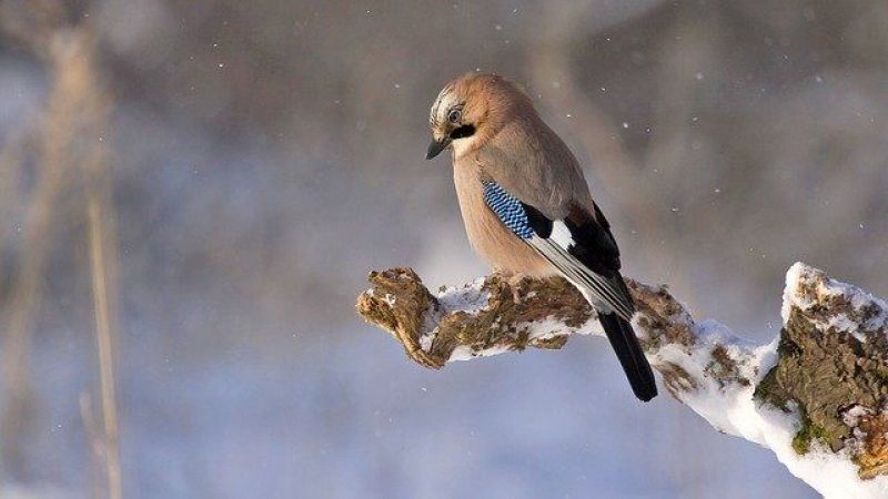 Hareketli Kuşlarına ‘Oynak’ Diyenlerde Mevcut 