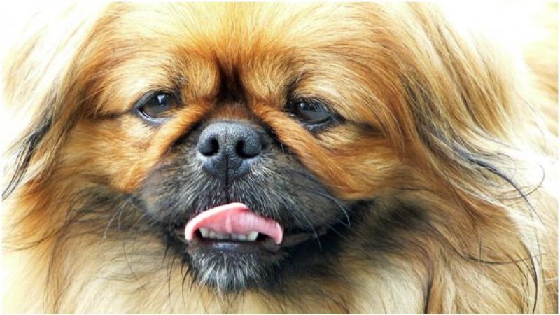Pekinez Köpek Türü Hakkında Bilmeniz Gerekenler | Büyümeyen köpek cinsleri arasında yer alan pekinez köpek, son dönemin en popüler hayvan ırklarından biridir. Sevimli bir köpek ırkı olan pekinez, eski dönemlerde saygınlık göstergesi olarak da yetiştirilmekteydi. Kökeni Çin’e dayanan bu ırkın, kimi kültürlerce kutsal olduğuna da inanılırdı.