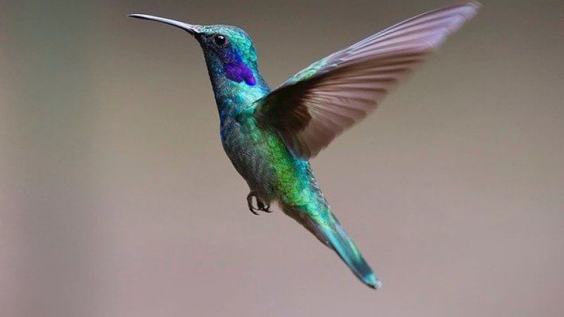 Çabuk Aşık Olan Kuşlar için ‘Şıpsevdi’ Kabul Edilebilir Düzeyde