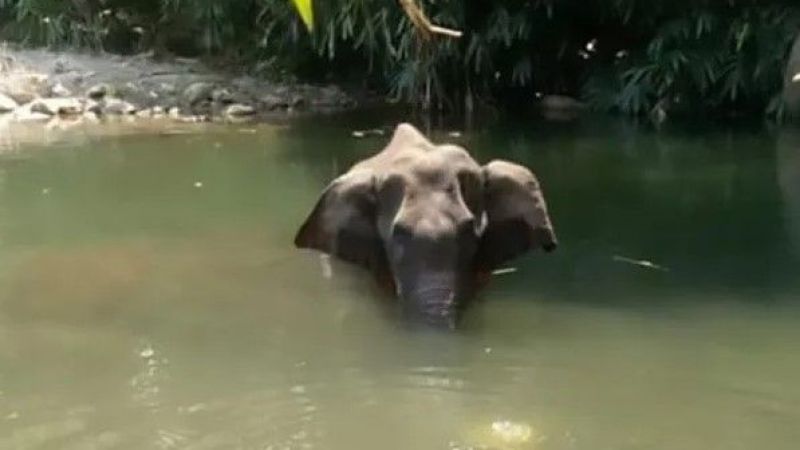 Hindistan'ın Kerala Kentinde Hamile Bir Fil Öldürüldü
