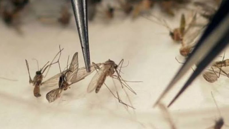 Genetiği Değiştirilmiş Sivrisinek Amacı: En Tehlikeli Sivrisinek Türlerini Bastırmak