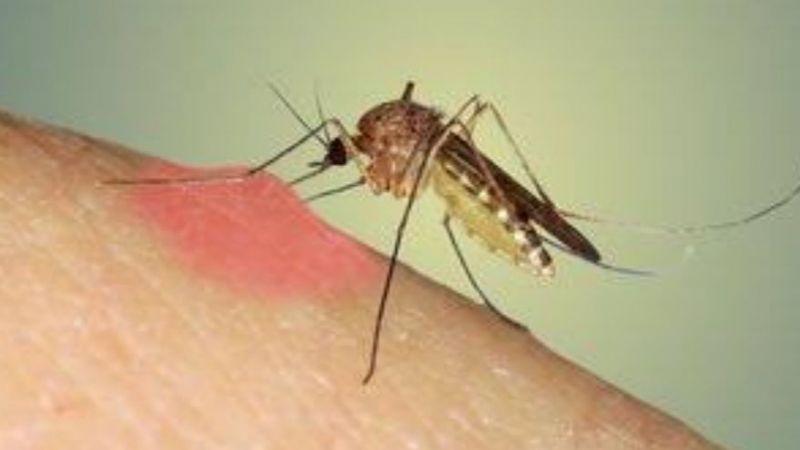 Genetiği Değiştirilmiş Sivrisinekler Daha Önce Farklı Ülkelerde Kullanıldı