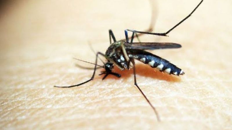 Aeges Aegypti Sivrisinekleri Hastalıkları Taşıyor, Mutasyon Sivrisinek Kontrol Altına Alıyor