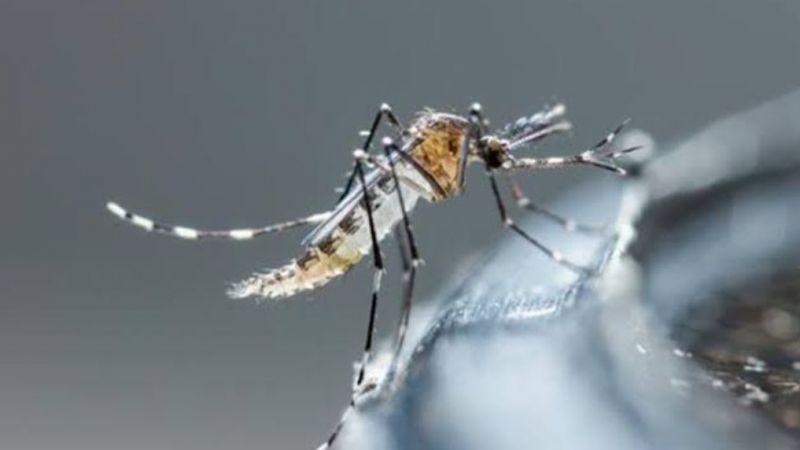 Genetiği Değiştirilmiş Sivrisinek İnsanlara Hastalık Bulaştırır mı?