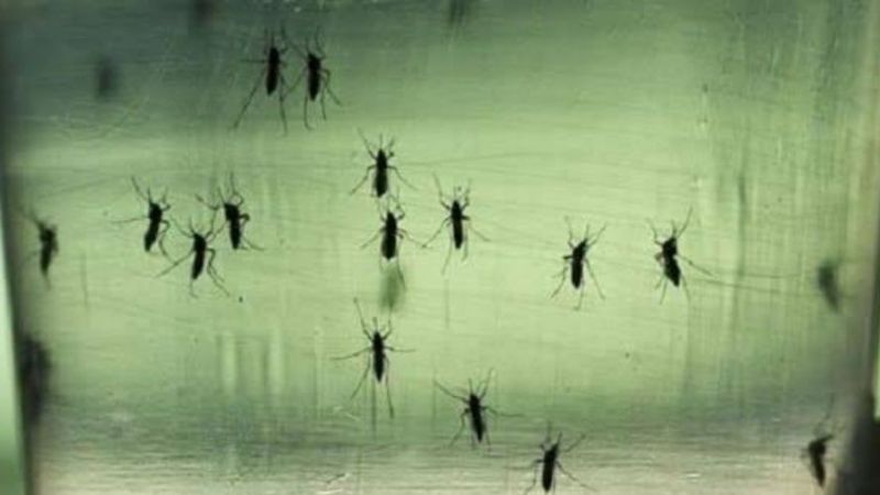 Amerika Sivrisinek Tehlikesinin Kontrol Altına Alınması için Yılda 1 Milyon Dolar Bütçe Ayrılıyor