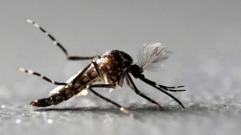 Genetiği Değiştirilmiş Sivrisinekleri Doğaya Salmanın Maliyeti Daha Düşük