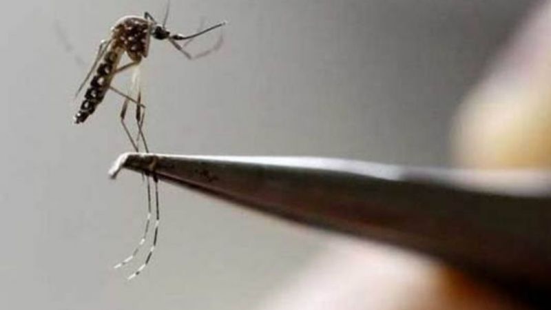 Oxitec Biyoteknoloji Firması Genetiği Değiştirilmiş Sivrisinekleri İzliyor