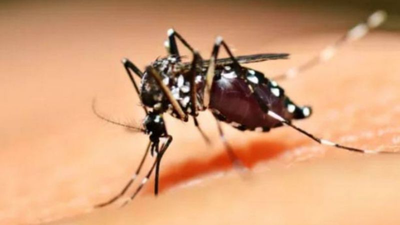 En Tehlikeli Sivrisinek Türleri için Çalışmalar 2010’da Başladı