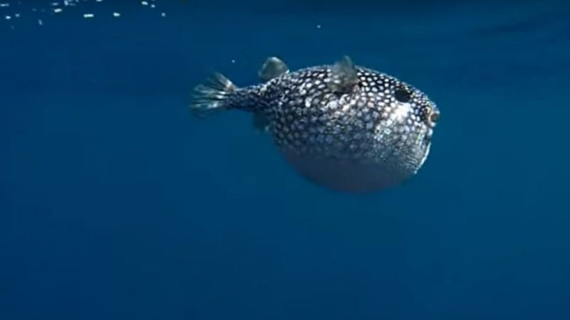 Denizdeki Balıklar - Tehlikeli Blowfish (Balon Balığı)