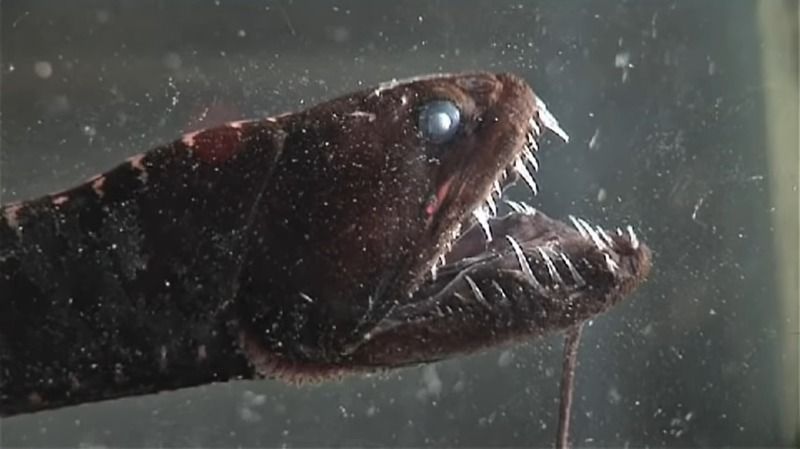 Denizdeki Balıklar - Tehlikeli Viperfish (Engerek Balığı)