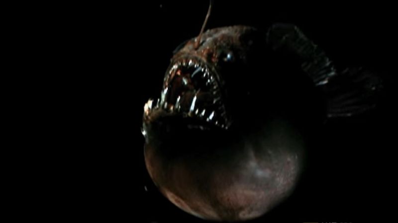 Denizdeki Balıklar - Tehlikeli Anglerfish (Fener Balığı)