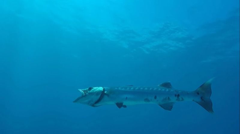 Denizdeki Balıklar - Tehlikeli Barracuda Balığı