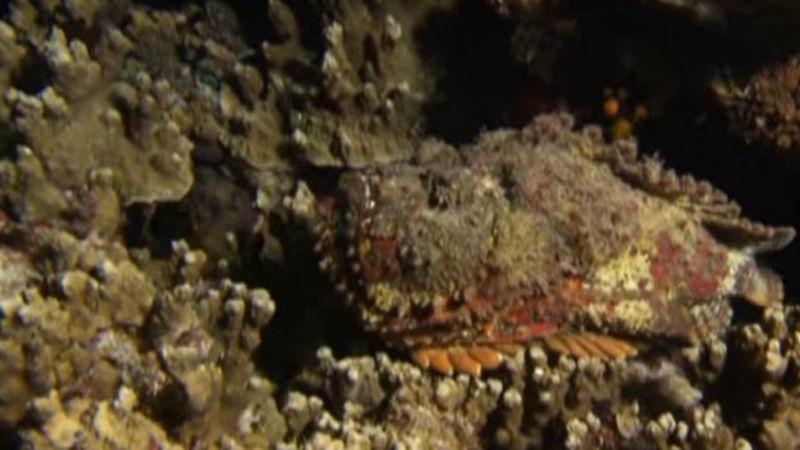 Denizdeki Balıklar - Tehlikeli Stonefish (Taş Balığı)