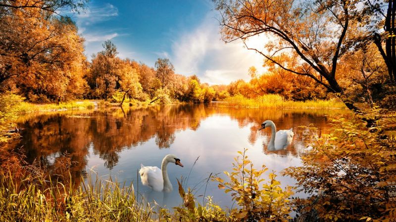 Kuğular ve Sonbahar Temalı Manzara Resmi