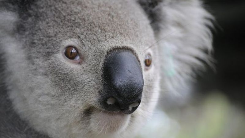 Arabayı Boş Bulan Sevimli Koala Sürücü Koltuğuna Oturdu
