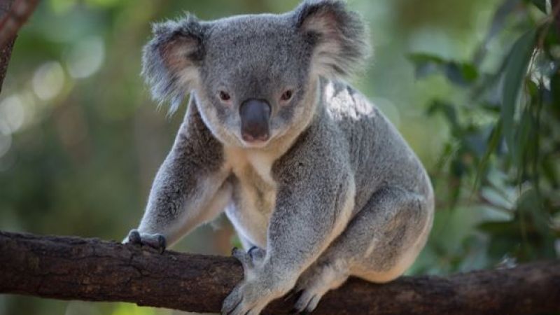 Araba Kaçıran Koala Yetkililere Teslim Edildi 