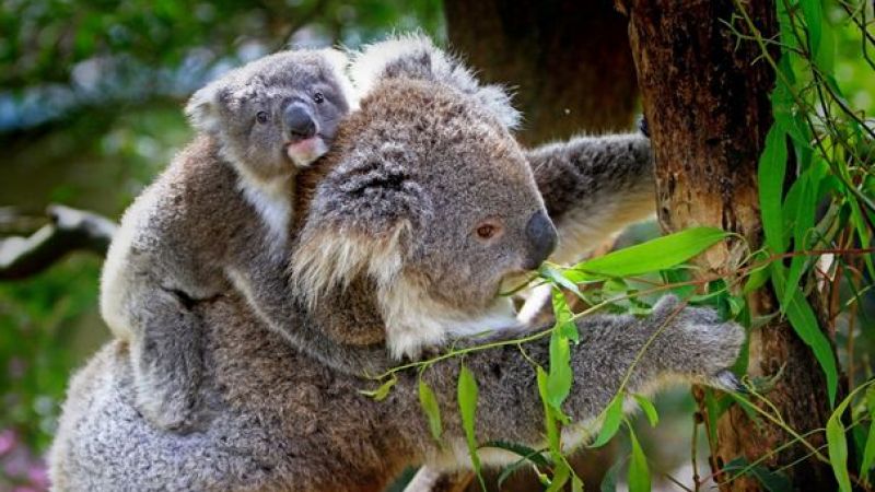 Koala Hakkında İlginç Bilgiler