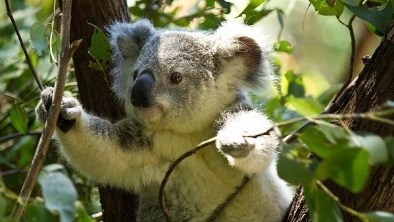 Erkek Koalalar Nasıl Anlaşılır?
