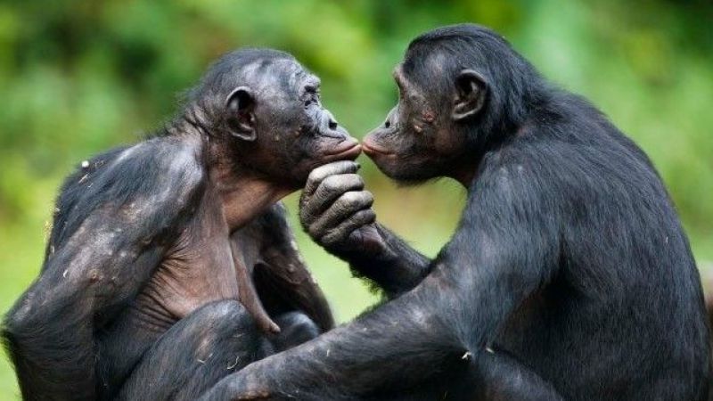 Şempanzelerin Öpüşmesi!