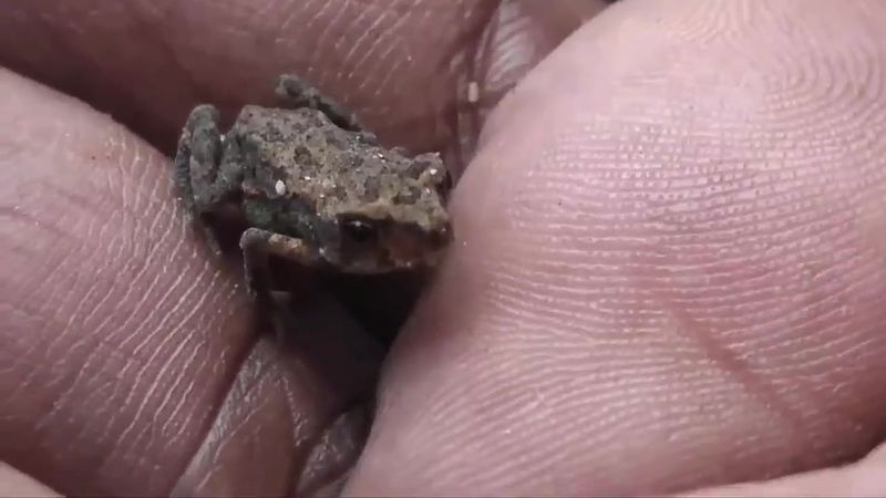 En Küçük Kurbağa