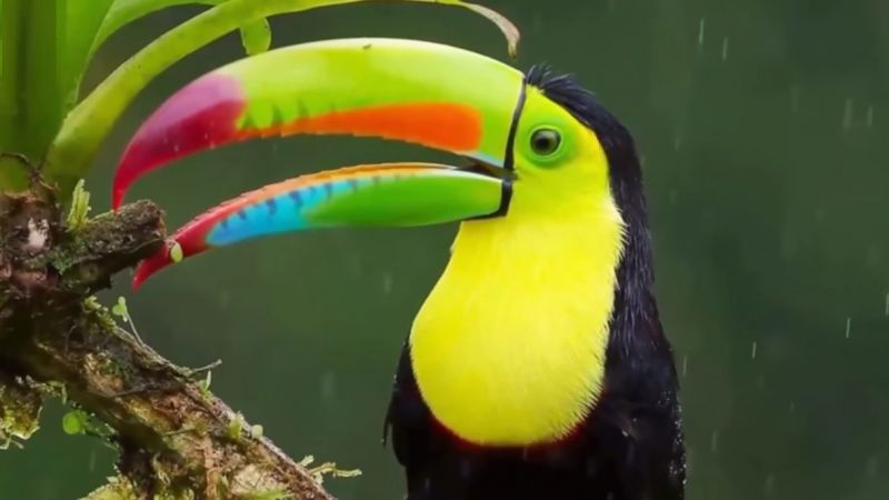 En güzel Kuş Resimleri – Renkli Tukan Kuşu
