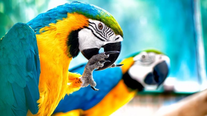 Kuş Resimleri - Papağan