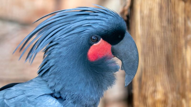 Kuş Resimleri - Palmiye Kakadus
