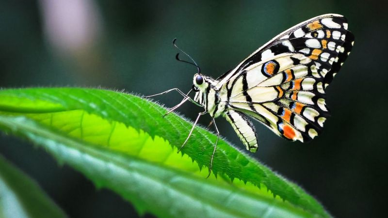 Kırlangıçkuyruk Kelebeği - Papilionidae Butterfly