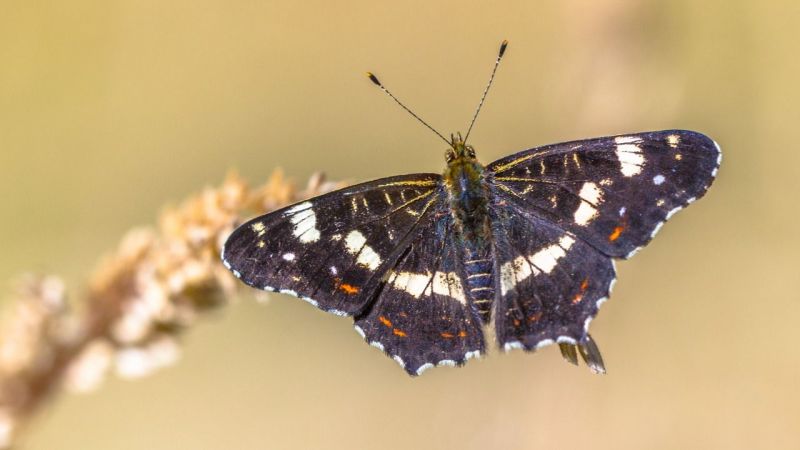 Isırgan Kelebeği - Araschnia Levanna