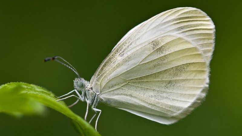 Beyaz Kelebekler