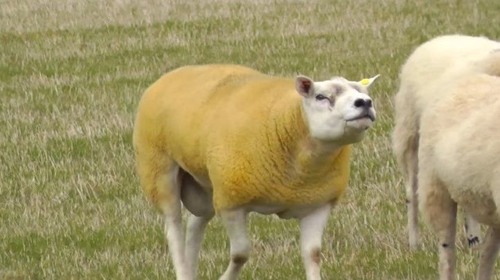 İskoçya’da Texel Koyunu 368 Bin Sterline Satıldı Texel Koyunu Özellikleri Nelerdir? | Texel koyunu, dünyanın en pahalı koyunu olarak adını duyurmayı başardı. Embriyodan üretildiği söylenen Double Diamond isimli Tekzel kuzusu 368 Bin Sterlin yani yaklaşık olarak 3 milyon 603 bin TL’ye satıldı.