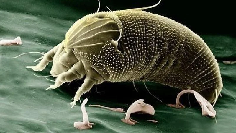 Toz Böceği Nedir? Nasıl Oluşur? Nasıl Baş Edilir?   Toz böceği, gözümüzle göremediğimiz kadar küçük olmasına rağmen hassas cilde sahip herkese zarar verebilen bir böcek türüdür. Toz böceği ısırığı cildi hassas olan kişilerde aşırı kaşınma ve kızarıklık gibi sorunlara sebep olabilir.Akar ya da mite (mayt) olarak da bilinen bu canlılar eklem bacaklı böcekler familyasında yer almaktadır. Bu canlılar hassas cildi olanlar dışında astım rahatsızlığı olan kişilere de oldukça zarar verebilmektedir.