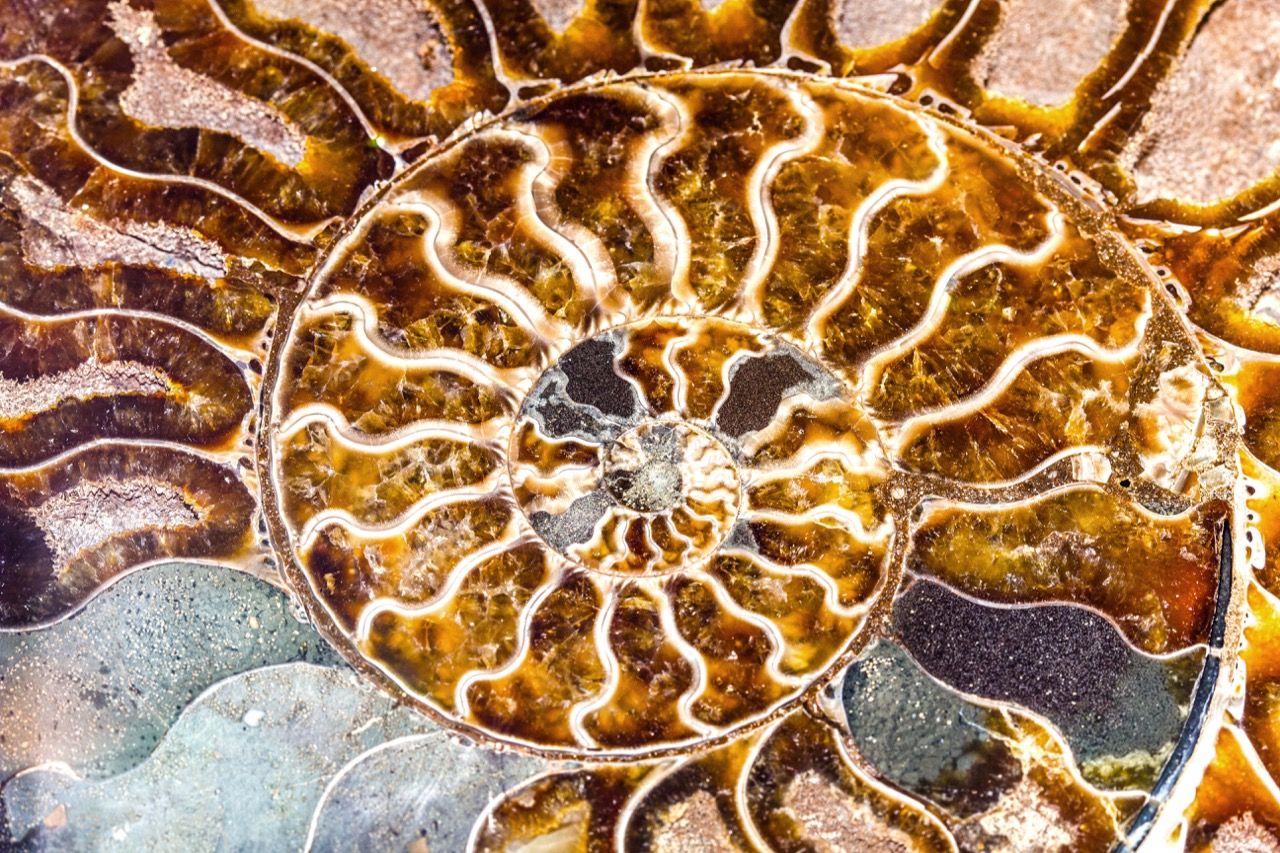 beautiful-background-from-mollusc-of-ammonite-pmkzbvf-1584124585-1-1.jpg