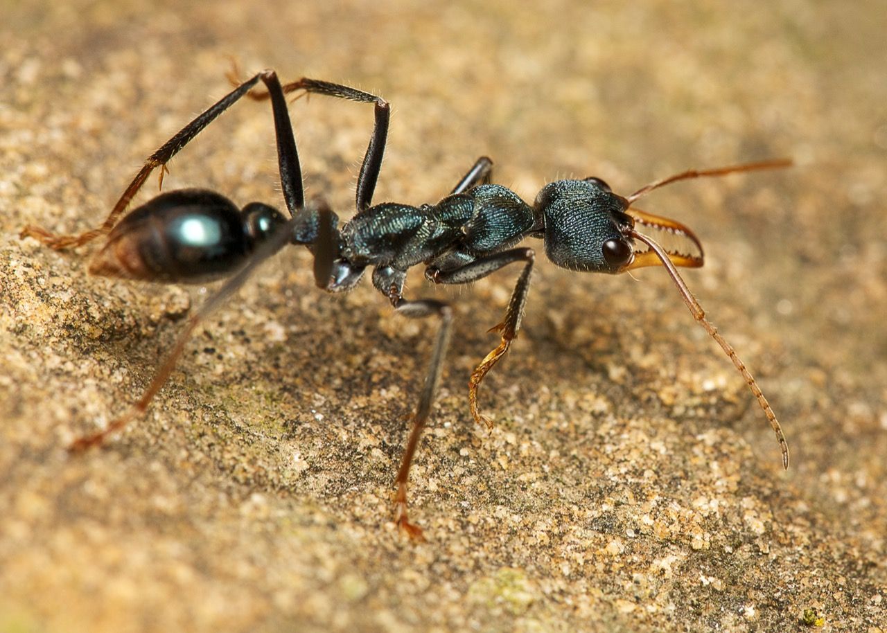 Karıncalardan Nasıl Kurtuluruz!