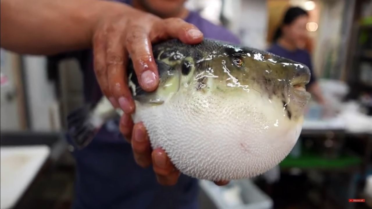 Fugu Balığı Nedir ? Dünyanın En Lezzetli, En Pahalı ve En Ölümcül Yemeği ile Tanışmaya Hazır Mısınız?