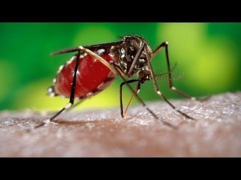 Sivrisinekleri Yok Etmek Dünyadaki Yaşam İçin Zararlı mı?