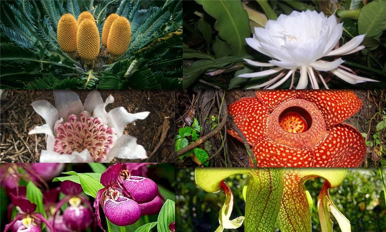 Doğada Nadir Bulunan Çiçek Resimleri Sizi Çok Şaşırtacak!