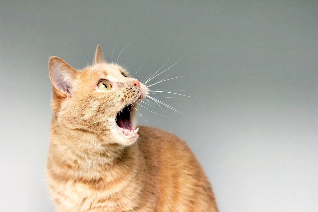 Kedi Kısırlaştırma Fiyatı 2020? Kedi Kısırlaştırma Nasıl Yapılır?