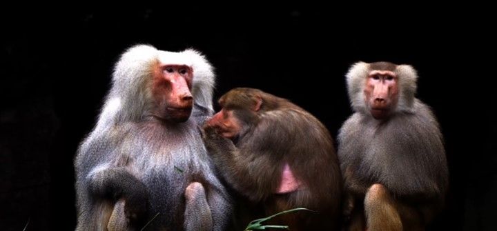 Maymun Türleri Nelerdir? Birbirinden Sevimli Maymunlar Hakkında Bilgiler