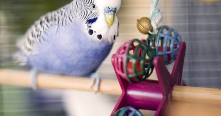 Muhabbet Kuşu Bakımı Nasıl Olur | Muhabbet Kuşu Nasıl Ortamı Sever? Eve Yeni Gelen Muhabbet Kuşuna Nasıl Bakılır?