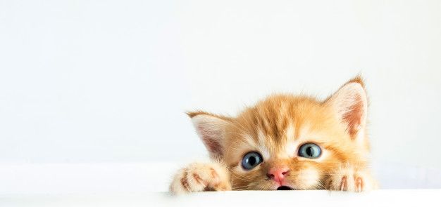 Rüyada Kedi Görmek Ne Anlama Gelir | Rüyada Kedi Görmek Diyanet Yorumları Rüya Tabirleri