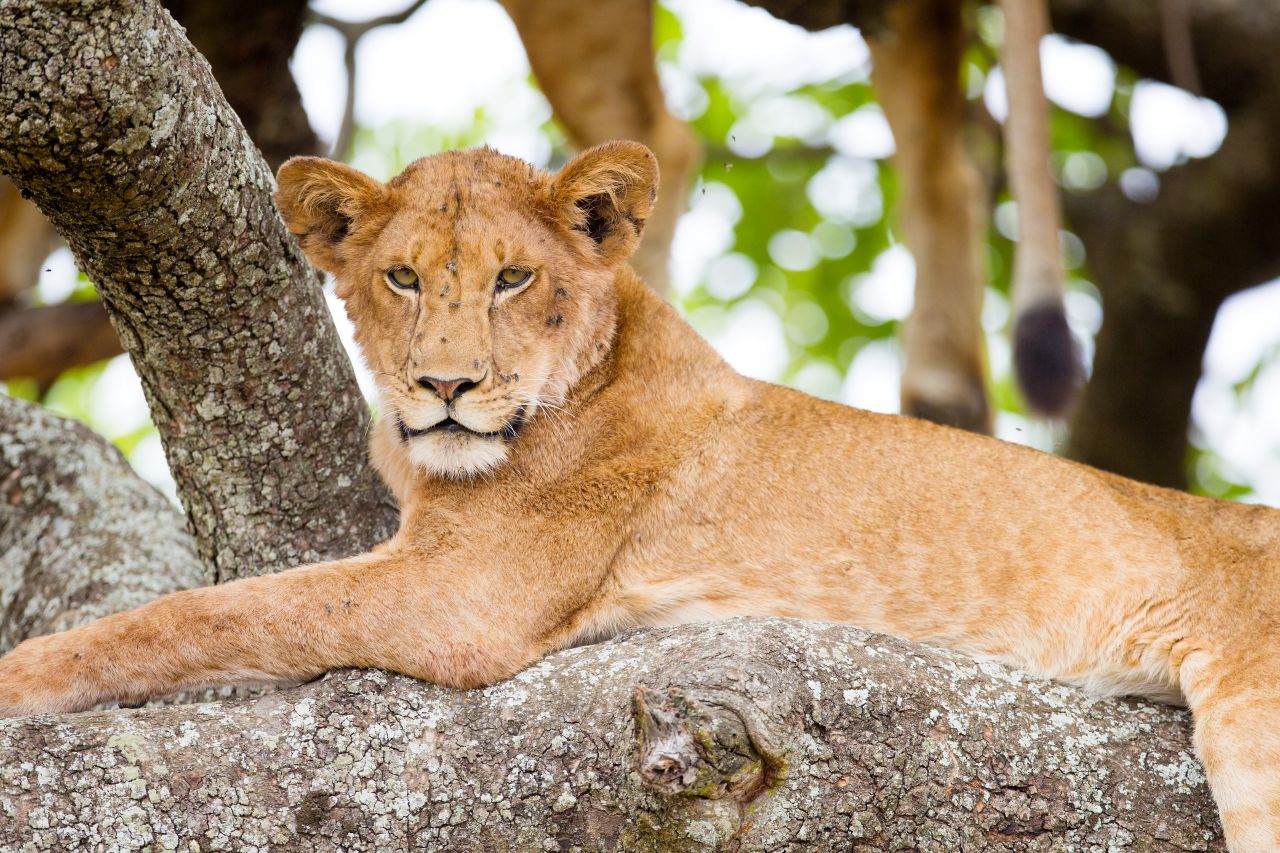 tree-climbing-lion-rests-in-africa-pccpa95-1590184841.jpg