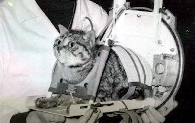 Uzaya Gönderilen İlk Kedi Astrocat Felicette ve Onun İlginç Uzaya Çıkış Öyküsü