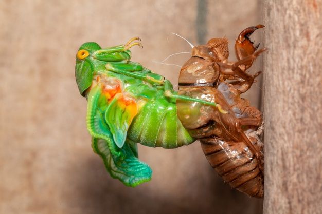 Böcekleri Zombiye Çeviren Asalak Mantar Türü Keşfedildi