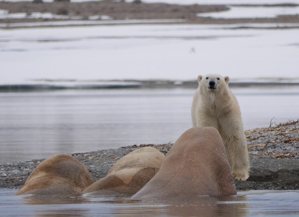 Küresel Isınma Nedeniyle Kutup Ayıları Taze Su Kaynaklarında Avlanmaya Başladı!