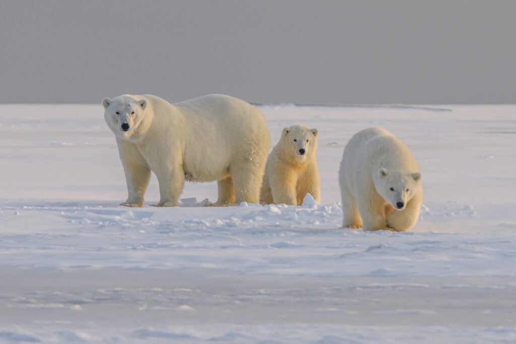 Küresel Isınma Nedeniyle Kutup Ayıları Taze Su Kaynaklarında Avlanmaya Başladı!