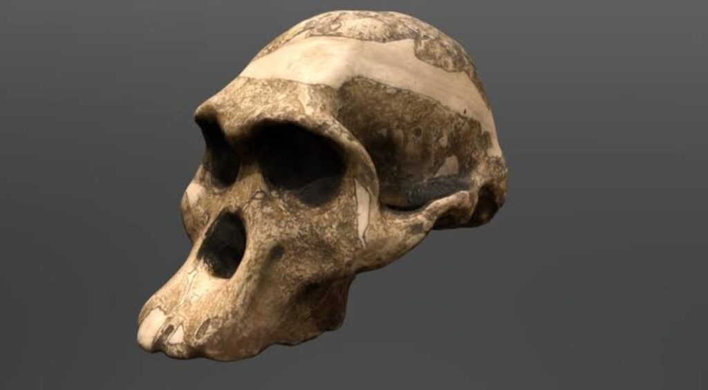 Atalarımıza Ait Fosiller, Tahmin Edilenden 1 Milyon Yıl Daha Yaşlı!