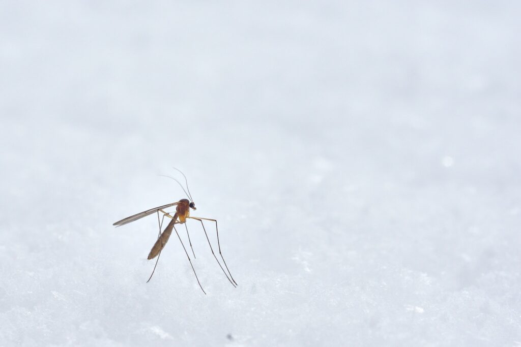 Sivrisinek Isırığı Kaşıntısı Nasıl Geçer? Sivrisinek Isırığı Kaşıntısına Ne İyi Gelir?